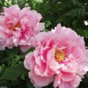 りお 4月のお花 夜這専門発情する奥様たち 谷九店