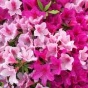 ヒメ日記 2026/04/22 10:01 投稿 りお 夜這専門発情する奥様たち 谷九店