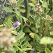 ヒメ日記 2025/05/12 09:44 投稿 藤木 みき こあくまな熟女たち 千葉店（KOAKUMAグループ）