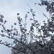 ヒメ日記 2025/03/31 10:20 投稿 らいか ごほうびSPA五反田店