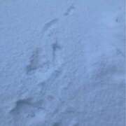 ヒメ日記 2026/01/25 08:24 投稿 吉岡美来(よしおかみらい) 五十路マダム福知山店(カサブランカグループ)