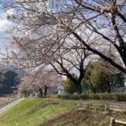 ヒメ日記 2025/04/03 17:34 投稿 桜羽おとは Aroma Garden（アロマガーデン）