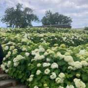 ヒメ日記 2025/06/10 22:02 投稿 桜羽おとは Aroma Garden（アロマガーデン）