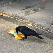 ヒメ日記 2025/06/21 17:02 投稿 桜羽おとは Aroma Garden（アロマガーデン）