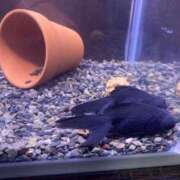 ヒメ日記 2025/07/04 21:30 投稿 桜羽おとは Aroma Garden（アロマガーデン）