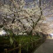 ヒメ日記 2026/04/01 21:33 投稿 桜羽おとは Aroma Garden（アロマガーデン）