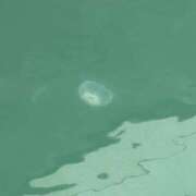 ヒメ日記 2026/04/22 18:03 投稿 桜羽おとは Aroma Garden（アロマガーデン）