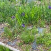 ヒメ日記 2025/03/22 08:46 投稿 米津肖美 五十路マダム 愛されたい熟女たち 高松店