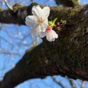 ヒメ日記 2025/05/03 13:54 投稿 米津肖美 五十路マダム 愛されたい熟女たち 高松店