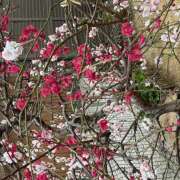 ヒメ日記 2025/04/09 11:15 投稿 丸山 熟らぶ