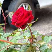 ヒメ日記 2025/04/21 11:30 投稿 丸山 熟らぶ