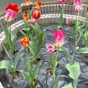 ヒメ日記 2025/04/28 13:58 投稿 丸山 熟らぶ