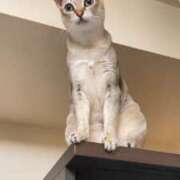 ヒメ日記 2025/04/21 09:25 投稿 まゆ★ レースクィーン