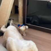 ヒメ日記 2025/07/17 09:09 投稿 まゆ★ レースクィーン