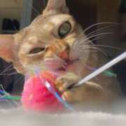 ヒメ日記 2026/01/10 10:03 投稿 まゆ★ レースクィーン