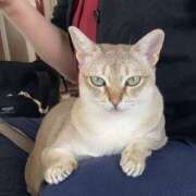 まゆ★ アンさん レースクィーン