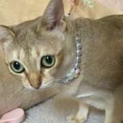 ヒメ日記 2026/04/10 08:59 投稿 まゆ★ レースクィーン