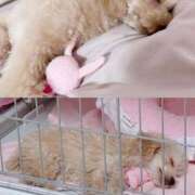 ヒメ日記 2025/05/12 22:23 投稿 ちか☆爆乳ロリ系神カワJK JKサークル