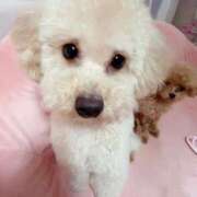 ヒメ日記 2025/06/12 23:53 投稿 ちか☆爆乳ロリ系神カワJK JKサークル