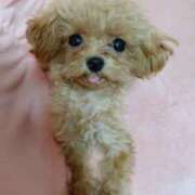 ヒメ日記 2025/06/12 23:59 投稿 ちか☆爆乳ロリ系神カワJK JKサークル