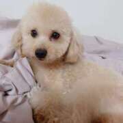 ヒメ日記 2025/06/14 18:13 投稿 ちか☆爆乳ロリ系神カワJK JKサークル