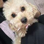 ヒメ日記 2025/06/17 23:05 投稿 ちか☆爆乳ロリ系神カワJK JKサークル