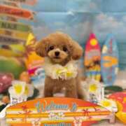 ヒメ日記 2025/07/31 23:04 投稿 ちか☆爆乳ロリ系神カワJK JKサークル