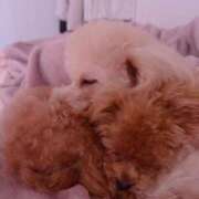 ヒメ日記 2025/08/01 12:39 投稿 ちか☆爆乳ロリ系神カワJK JKサークル