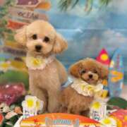 ヒメ日記 2025/08/01 23:22 投稿 ちか☆爆乳ロリ系神カワJK JKサークル