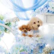 ヒメ日記 2025/08/18 23:47 投稿 ちか☆爆乳ロリ系神カワJK JKサークル