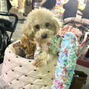 ヒメ日記 2025/08/23 23:22 投稿 ちか☆爆乳ロリ系神カワJK JKサークル