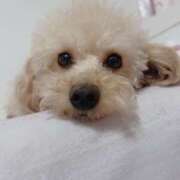 ヒメ日記 2025/09/12 12:12 投稿 ちか☆爆乳ロリ系神カワJK JKサークル