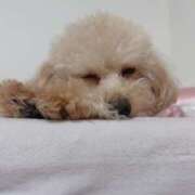 ヒメ日記 2025/09/27 12:56 投稿 ちか☆爆乳ロリ系神カワJK JKサークル