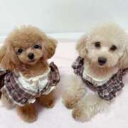 ヒメ日記 2025/09/28 23:43 投稿 ちか☆爆乳ロリ系神カワJK JKサークル