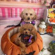 ヒメ日記 2025/10/12 12:22 投稿 ちか☆爆乳ロリ系神カワJK JKサークル