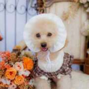 ヒメ日記 2025/10/26 12:54 投稿 ちか☆爆乳ロリ系神カワJK JKサークル