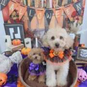 ヒメ日記 2025/10/31 21:35 投稿 ちか☆爆乳ロリ系神カワJK JKサークル