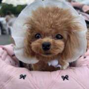 ヒメ日記 2025/11/02 07:01 投稿 ちか☆爆乳ロリ系神カワJK JKサークル