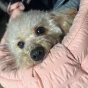 ヒメ日記 2025/11/05 07:00 投稿 ちか☆爆乳ロリ系神カワJK JKサークル