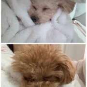 ヒメ日記 2025/11/06 23:53 投稿 ちか☆爆乳ロリ系神カワJK JKサークル