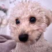 ヒメ日記 2025/11/13 07:00 投稿 ちか☆爆乳ロリ系神カワJK JKサークル