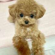 ヒメ日記 2025/11/15 07:37 投稿 ちか☆爆乳ロリ系神カワJK JKサークル