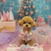 ヒメ日記 2025/11/17 07:00 投稿 ちか☆爆乳ロリ系神カワJK JKサークル