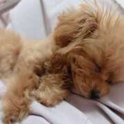 ヒメ日記 2025/11/21 07:00 投稿 ちか☆爆乳ロリ系神カワJK JKサークル