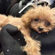 ヒメ日記 2025/11/23 07:00 投稿 ちか☆爆乳ロリ系神カワJK JKサークル