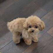 ヒメ日記 2025/11/26 07:00 投稿 ちか☆爆乳ロリ系神カワJK JKサークル