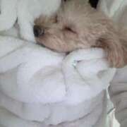 ヒメ日記 2025/11/27 07:00 投稿 ちか☆爆乳ロリ系神カワJK JKサークル