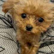 ヒメ日記 2025/12/03 05:33 投稿 ちか☆爆乳ロリ系神カワJK JKサークル