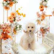 ヒメ日記 2025/12/03 07:02 投稿 ちか☆爆乳ロリ系神カワJK JKサークル