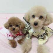 ヒメ日記 2025/12/04 22:42 投稿 ちか☆爆乳ロリ系神カワJK JKサークル